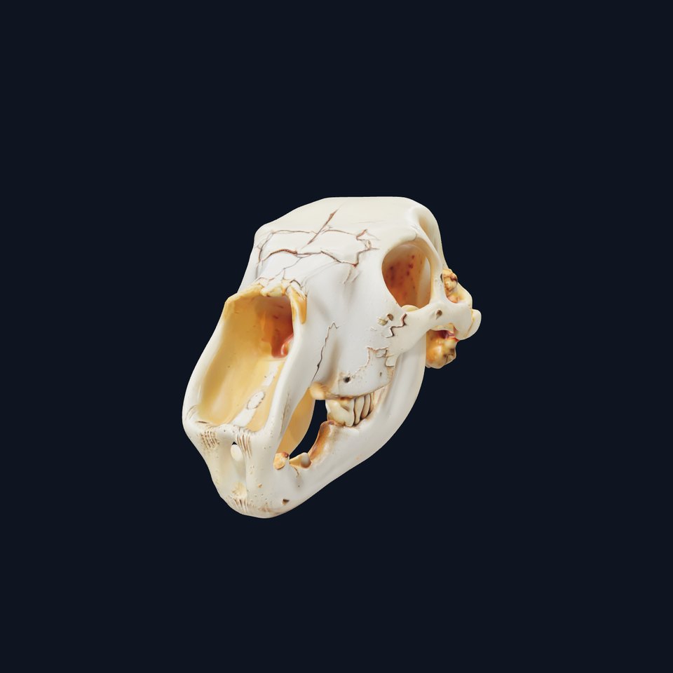 Realistic Animal Skull D Model Pack